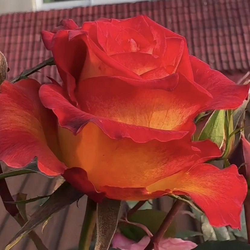 一物一拍专用月季链接对应品种价格备注后四位号码