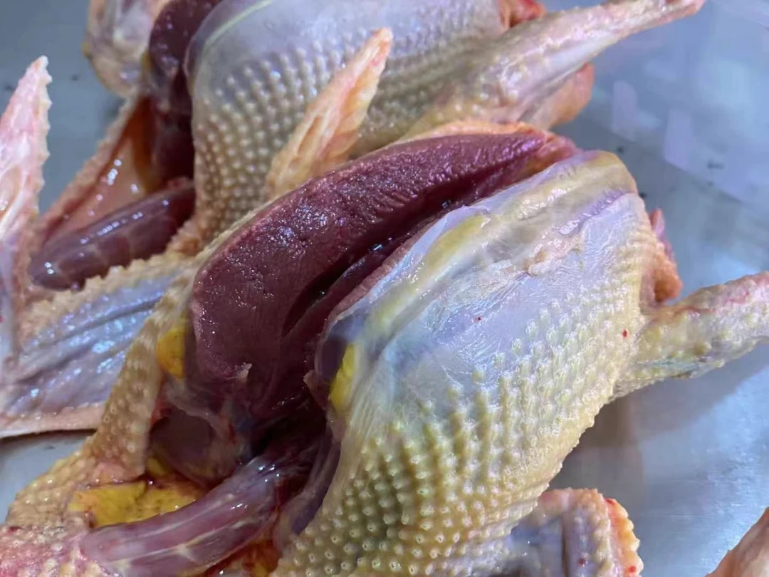 信鸽，蓝天飞鸽，2只88元