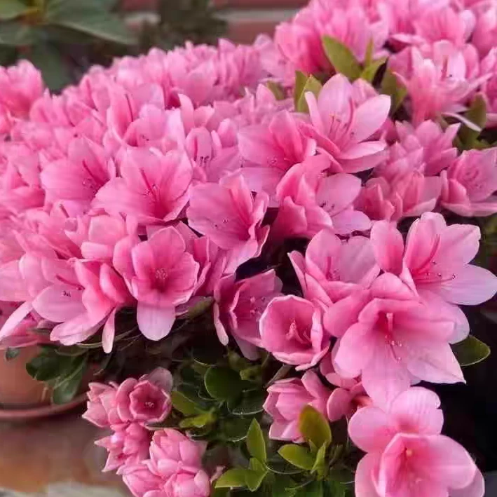 粉腊皮粉色套瓣小花毛鹃嫁接杜鹃花盆栽绿植带花苞