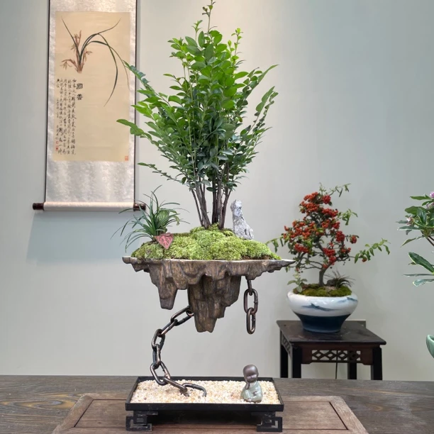 天空之城丛林紫檀黑古茶老桩盆景室内绿植客厅高档植物悬挂式花盆
