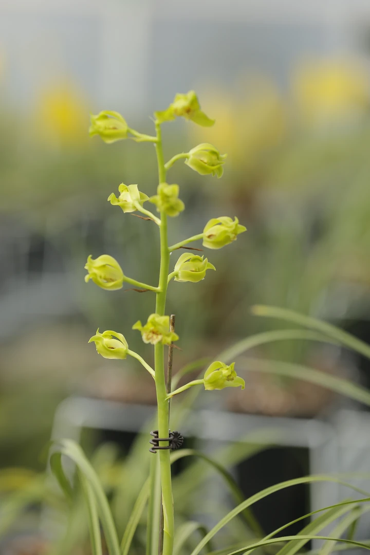 表姐兰花种植园邮费单号外场惠兰