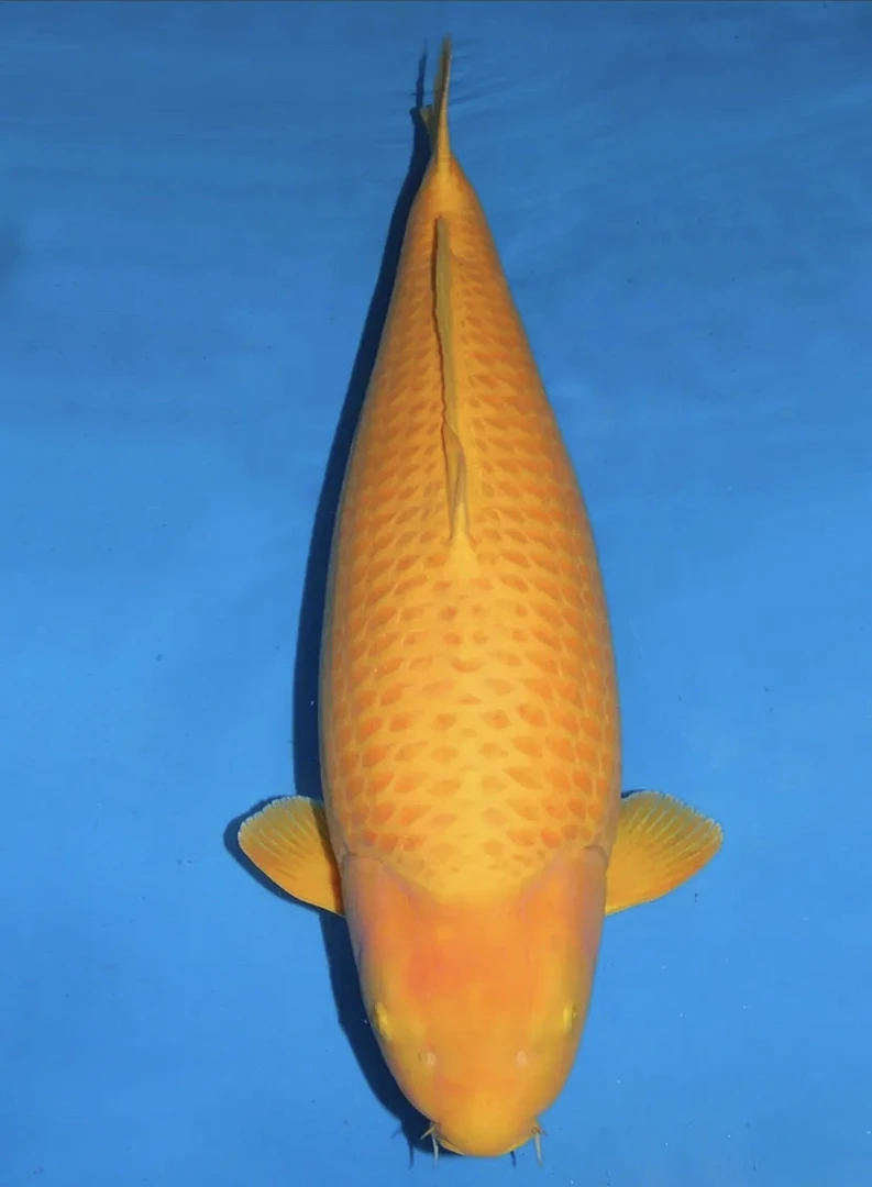 锦鲤观赏鱼超级芒果血统子一代介子12到15公分