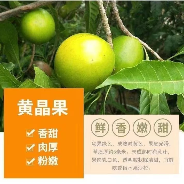 黄晶果黄宝石嫁接苗清甜大果盆栽庭院四季种植一年结果