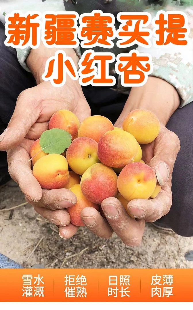正宗新疆阿克苏吊干杏子新鲜水果小红杏甜净果3斤清甜饱满爆汁