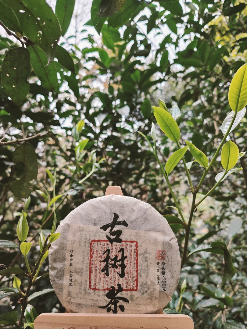 2021《古树茶》200克生茶