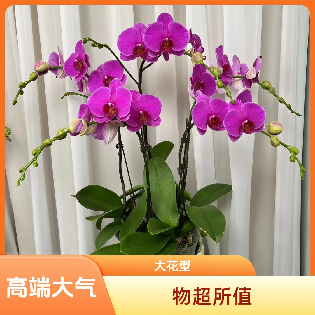 【恭喜发财】精选高端大气紫色系高品质蝴蝶兰基地直发种植观赏花卉