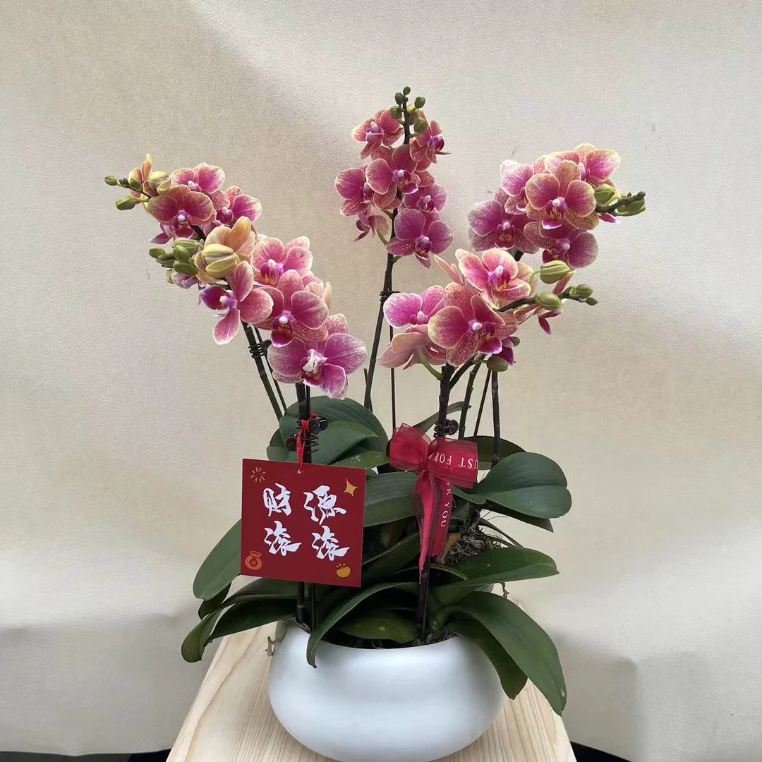 【聚宝盆】年宵花高品質蝴蝶蘭基地直发种植施肥真花室内观赏花卉