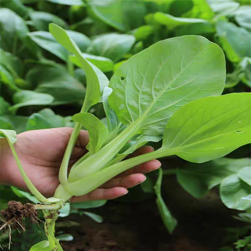 大连溯源小油菜1.5斤现摘现发送货上门