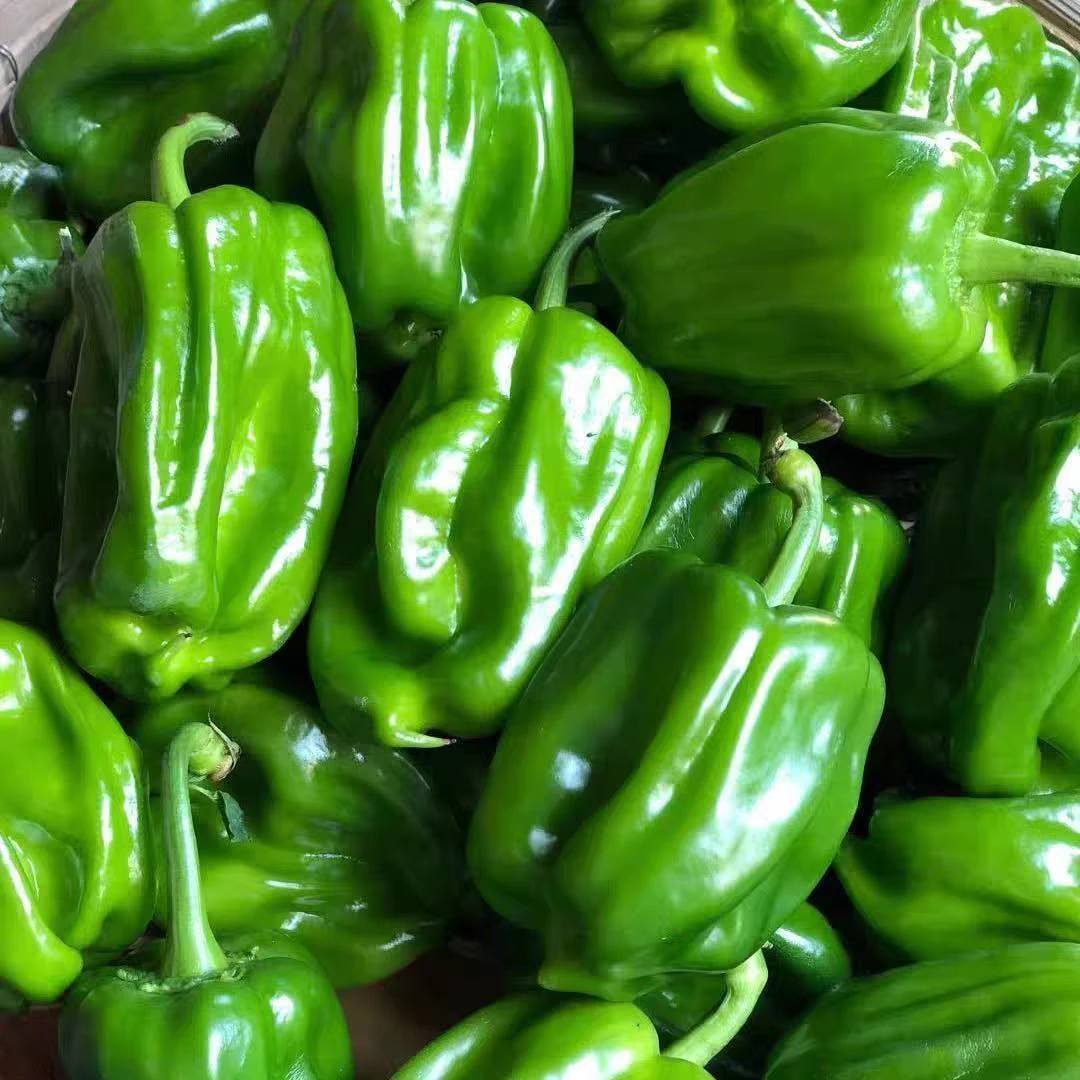 大连大麻椒 圆辣 不辣净重1.5斤 送货上门