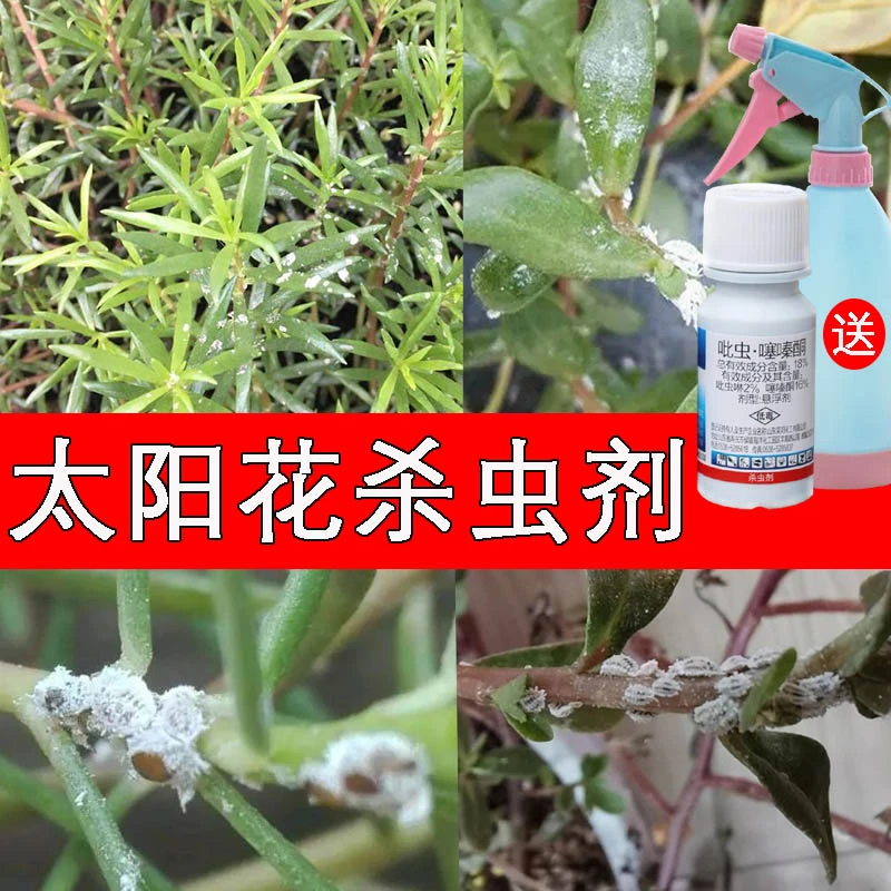 太阳花介壳虫蚧壳虫专用药幸福树蚜虫药家用花药介蚧必治杀虫剂