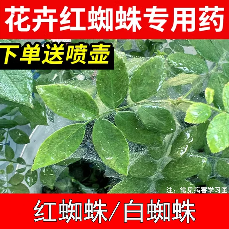 白红蜘蛛专用药月季玫瑰绣球茉莉花卉植物杀虫剂花药阿维菌素家用