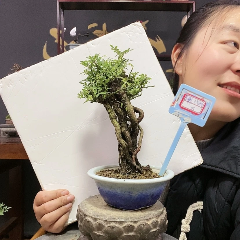 【闪购商品】蔷薇M****师