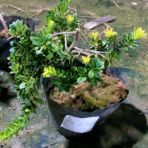 鱼*林罗汉松鲜花绿植