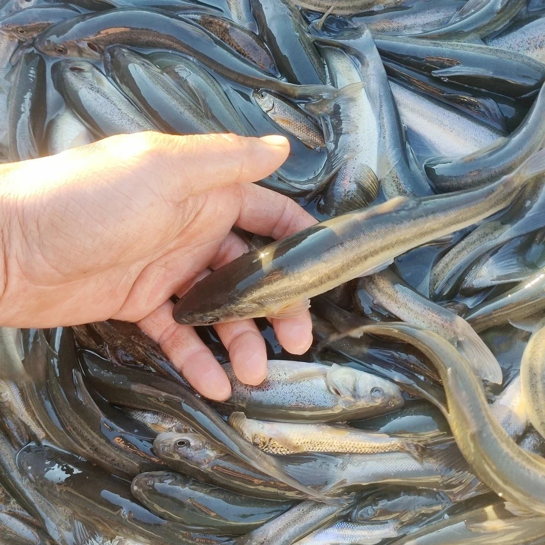 冷水柳根鱼母包子（京东空运）包发货后不支持退货