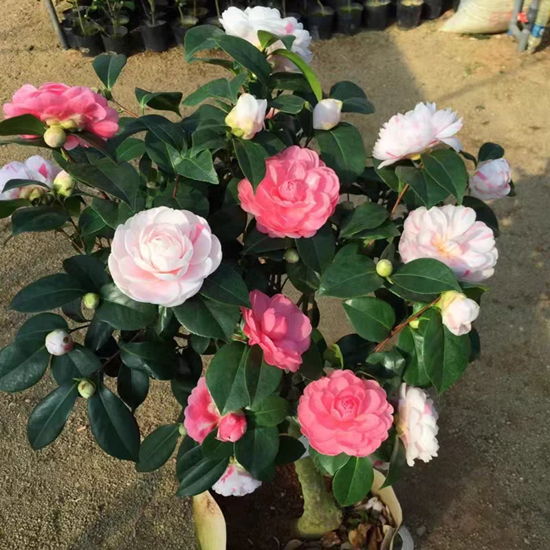 七仙女多色品种茶花 盆栽室内外阳台庭院花卉带花苞 地栽盆栽简单