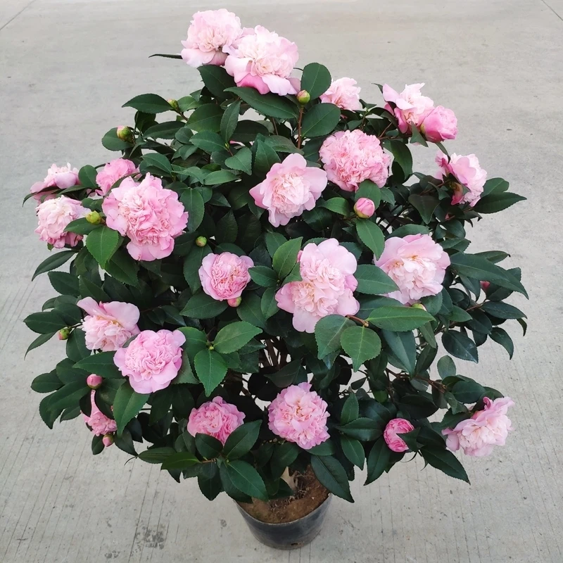 茶花香妃树浓香型粉色大花带花苞好养易活重瓣室内外耐寒耐热好养