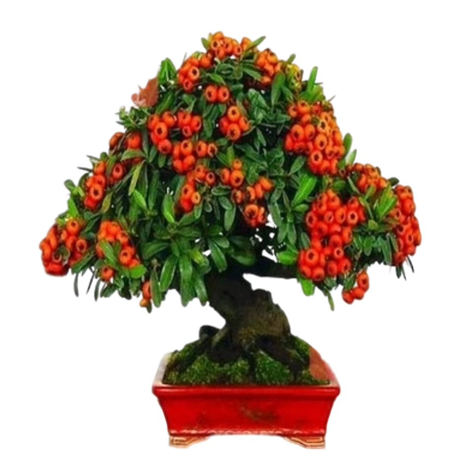 火棘果老桩，盆景素材，四季常青。