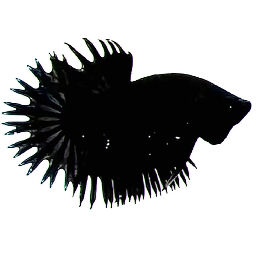 s1—s40泰顶精品鱼 泰国斗鱼热带鱼半月将军狮王马尾小型观赏鱼