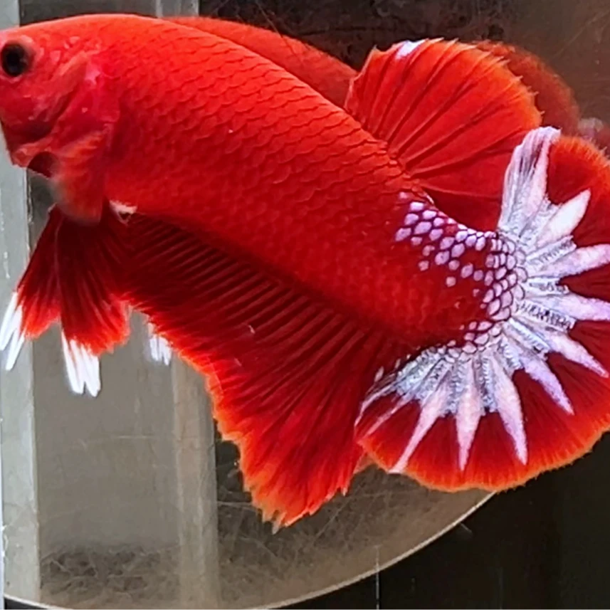 锅锅水族直播选鱼泰国斗鱼公母观赏鱼补差价链接