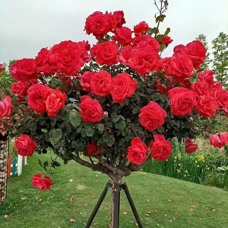 庭院四季开花棒棒糖树桩月季花苗特大花朵