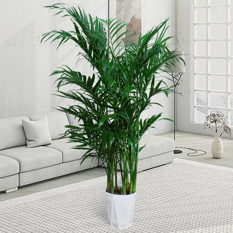 1米-1.1米富贵椰子绿植盆栽盆栽水土培四季常青客厅摆件吸甲醛