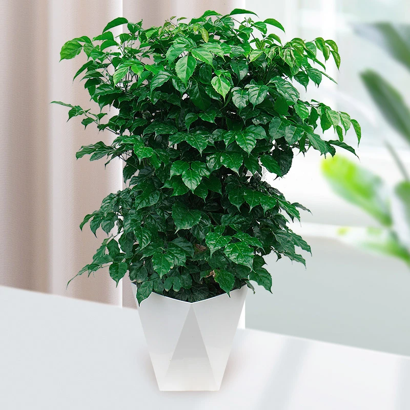 【60-70cm】幸福树盆栽植物绿色好养盆景净化空气吸甲醛桌面绿植