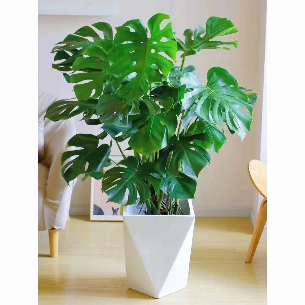 龟背竹四季常青吸甲醛王水培土培观叶绿植绿植室内老桩