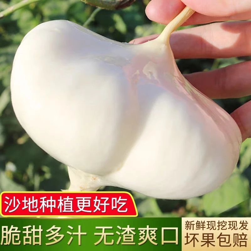 新鲜现挖凉薯白地瓜农家特产清甜水果露天种植多汁脆嫩