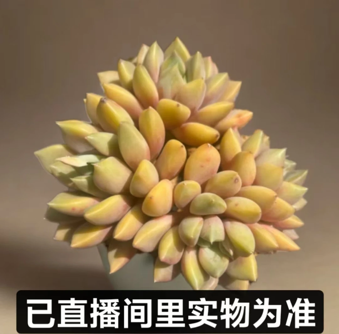 【云上鸿承多肉】黄金象牙 脱土裸根 以直播间里实物为准 多肉植物