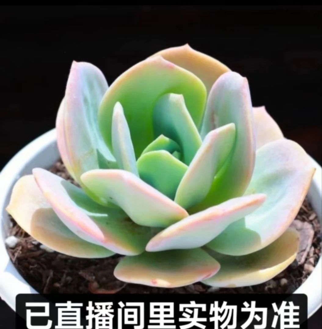 【云上鸿承多肉】白凤 脱土裸根发货 以直播间里实物为准 多肉植物