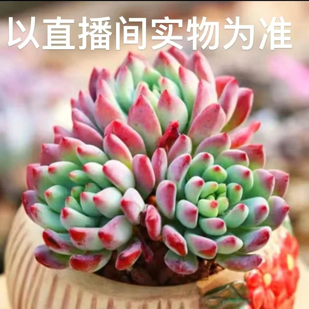 【云上鸿承多肉】蓝苹果 脱土裸根发货 以直播间里实物为准多肉植物