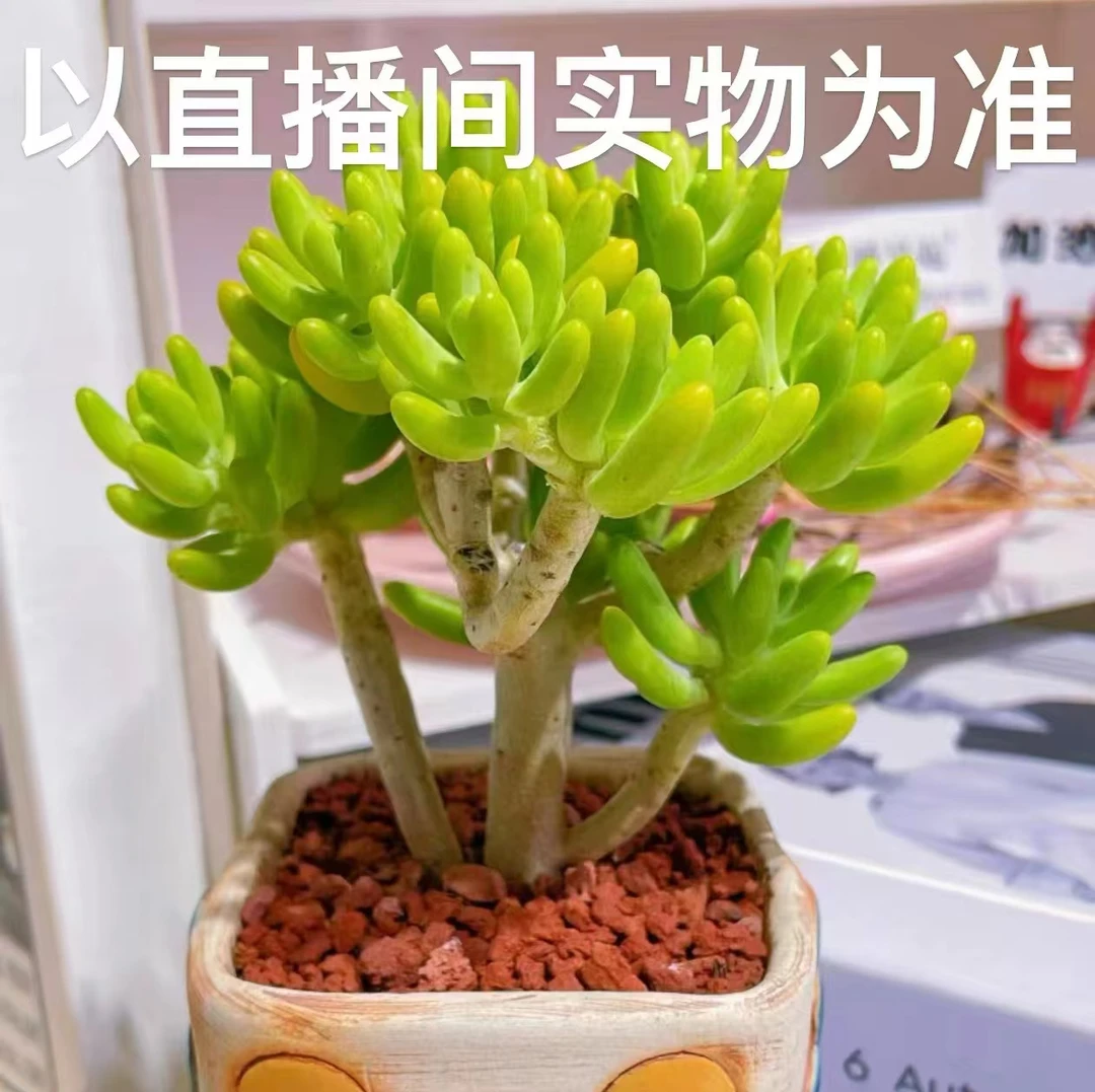 【云上鸿承多肉】八千代 脱土裸根发货 以直播间里实物为准多肉植物
