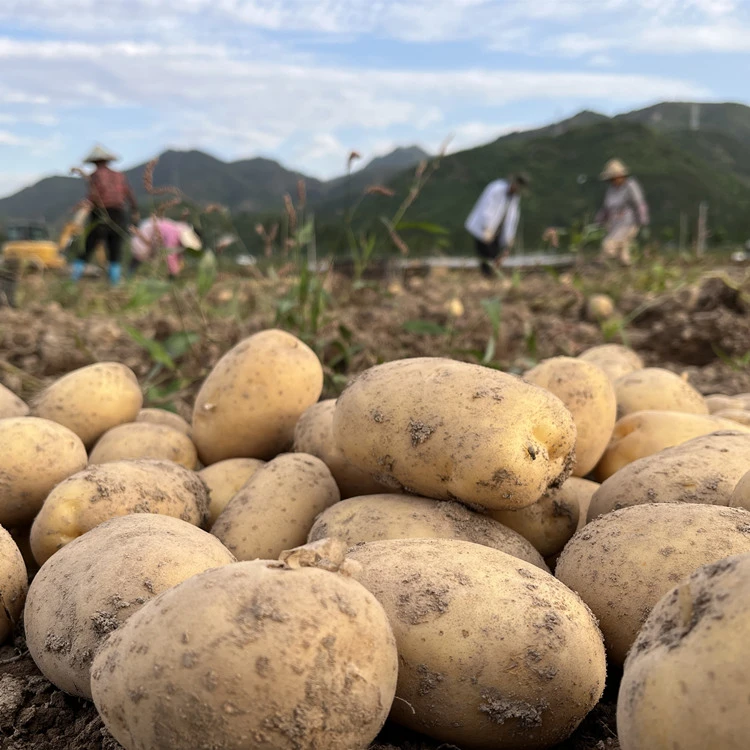 农家土豆批发产地直销