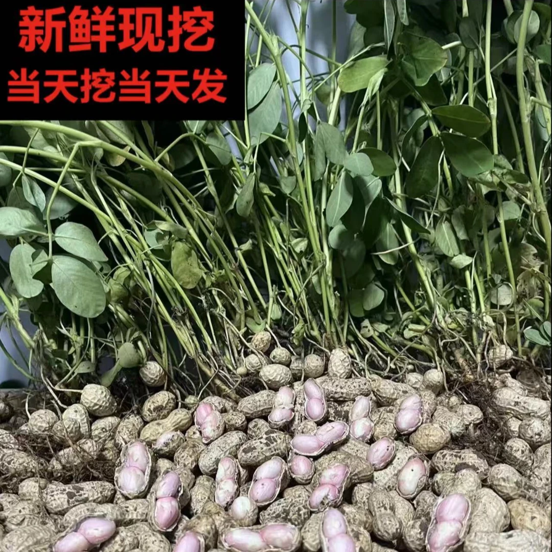 2025年现挖现发湿花生农家自种鲜花生当天挖当天发可水煮可晒干