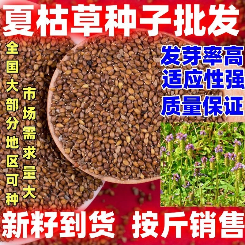 夏枯草种子批发包邮论斤销售庭院田园种籽