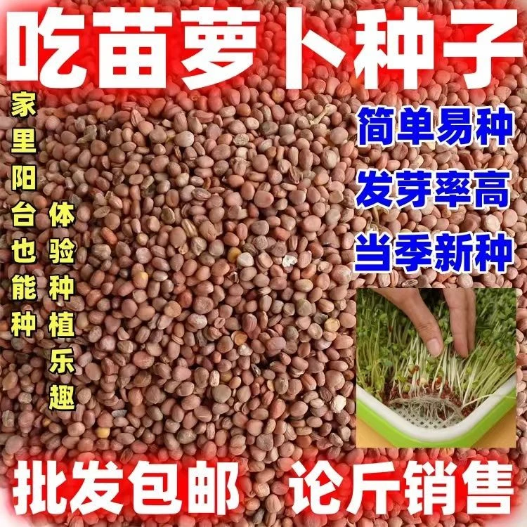 吃苗萝卜种子芽苗菜种子可水培阳台大田种植包邮论斤批发种籽