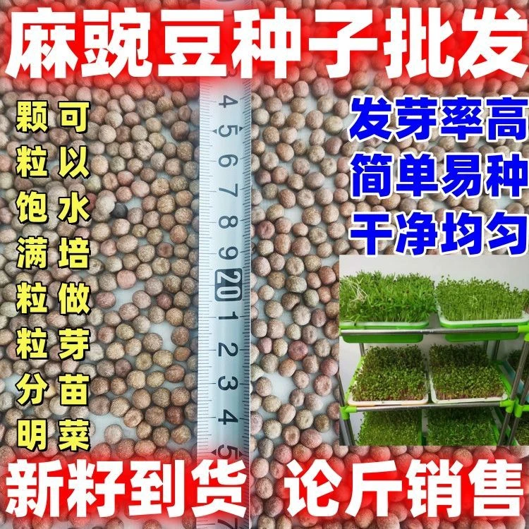 麻豌豆种子批发包邮论斤销售阳台室内芽苗菜水培新籽发豆芽