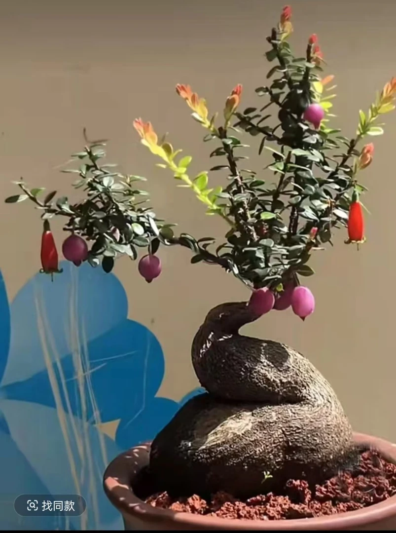 云南小叶五翅梅，米叶