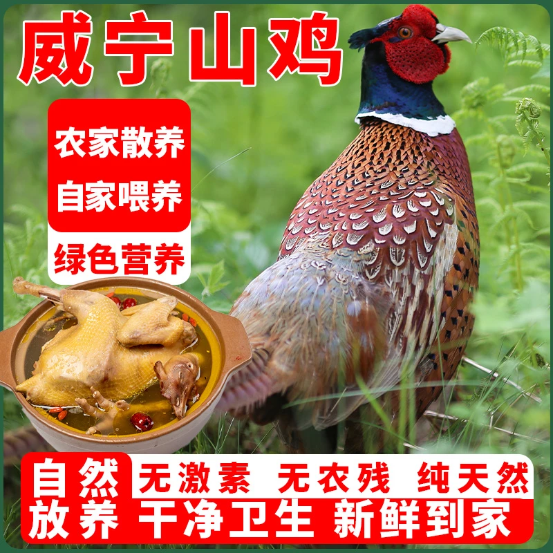 七彩山鸡户外散养2年现宰现发保证新鲜保鲜包邮到家单只2.2-2.5斤