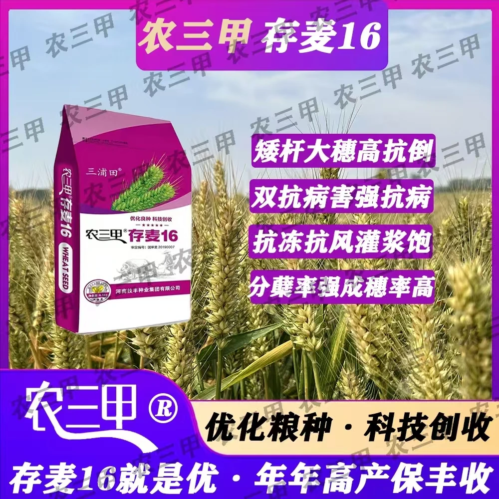 存麦16（三浦田）精品小包装13斤  矮秆大穗大粒大群体  高产首选
