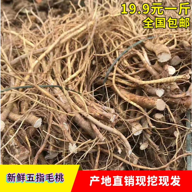 新鲜五指毛桃根椰香五指牛奶五爪龙广东煲汤料正品一斤包邮500g