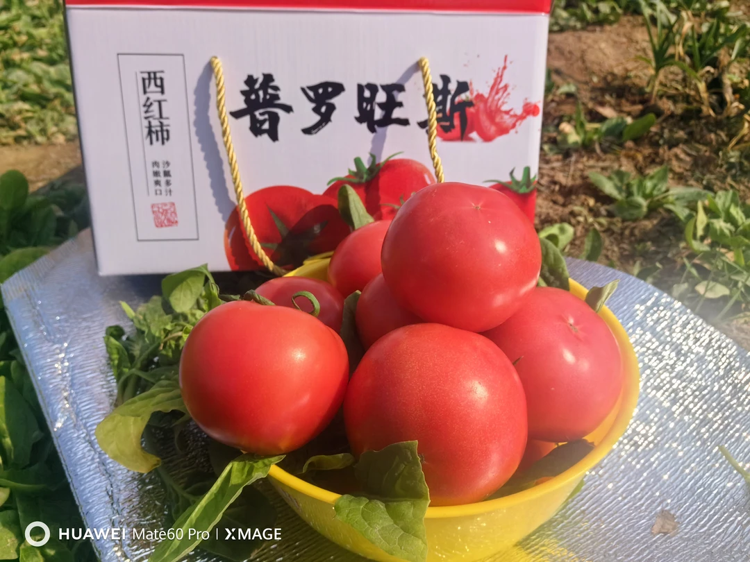 陕西咸阳普罗旺斯水果西红柿净重2.5kg食用农产品沙瓤种植多汁