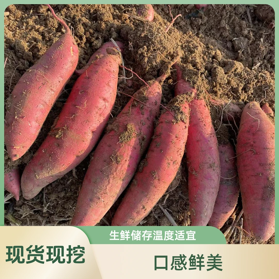 安徽明光西瓜红蜜薯