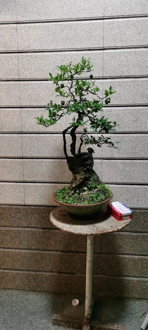 金弹子老桩直播间一物一拍