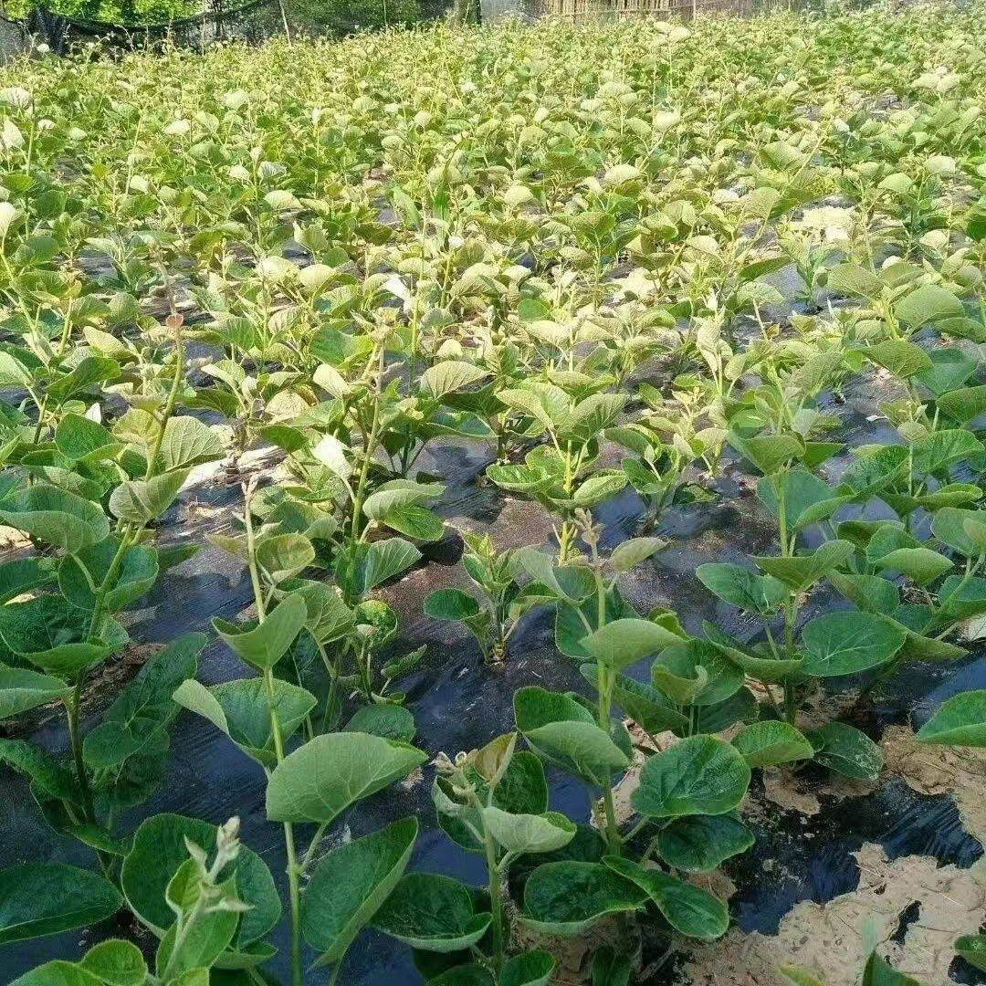 锦溪源四川苍溪正宗猕猴桃树嫁接苗红心猕猴桃果树苗