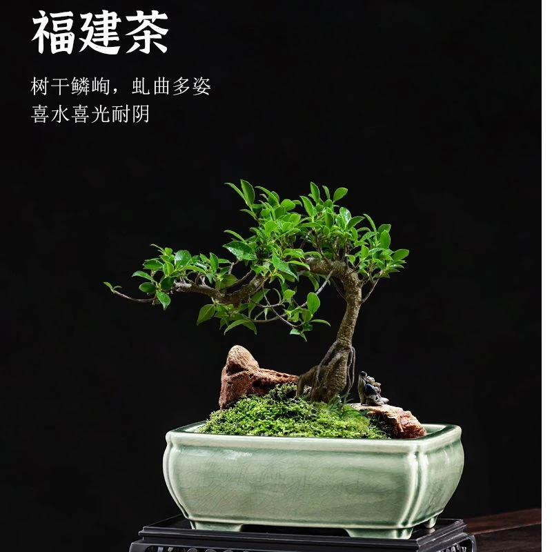 中式福建茶绿釉花盆带托冰裂纹理复古哥窑盆景大口径方形绿植盆栽