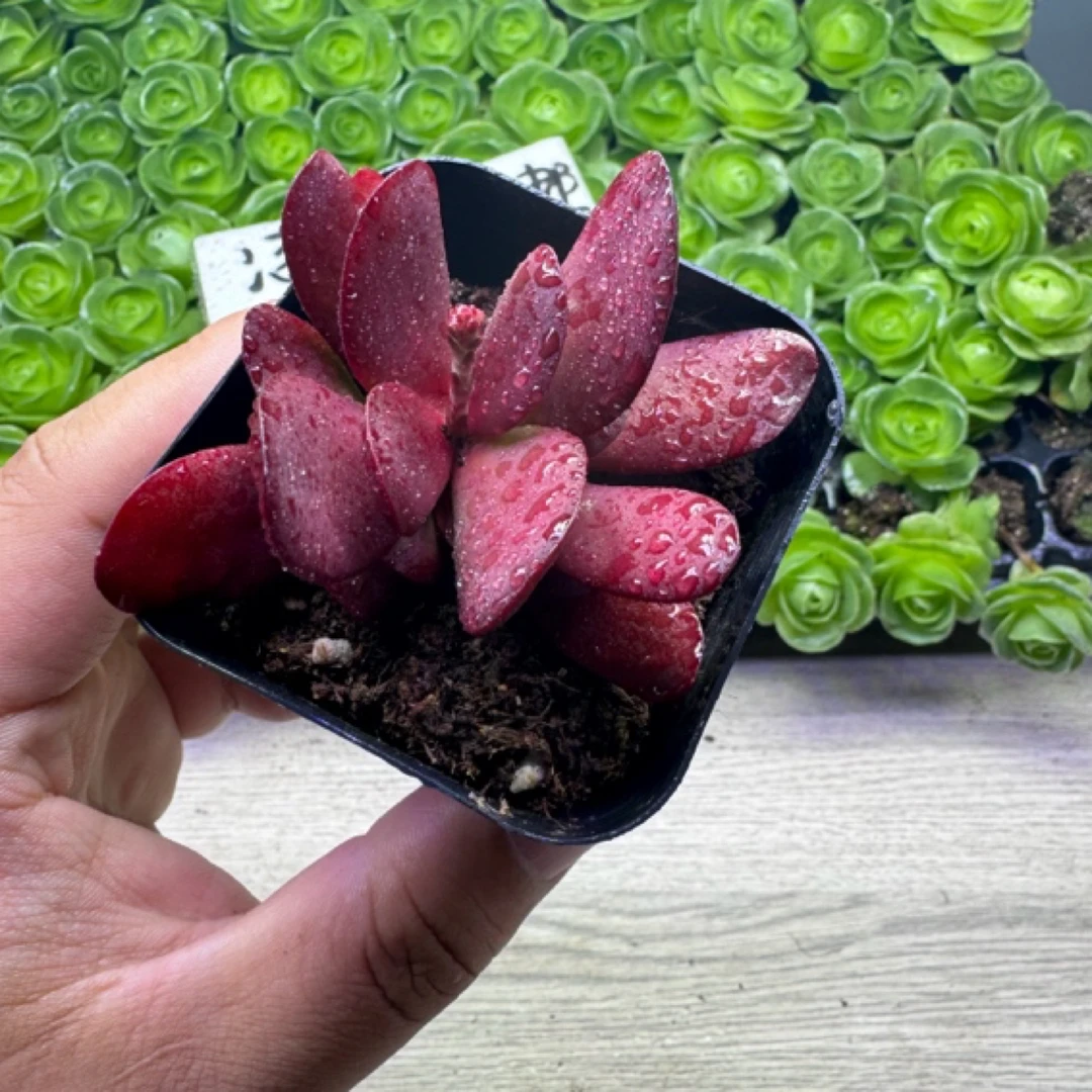 紫蝶一盆 （满9.9包邮）