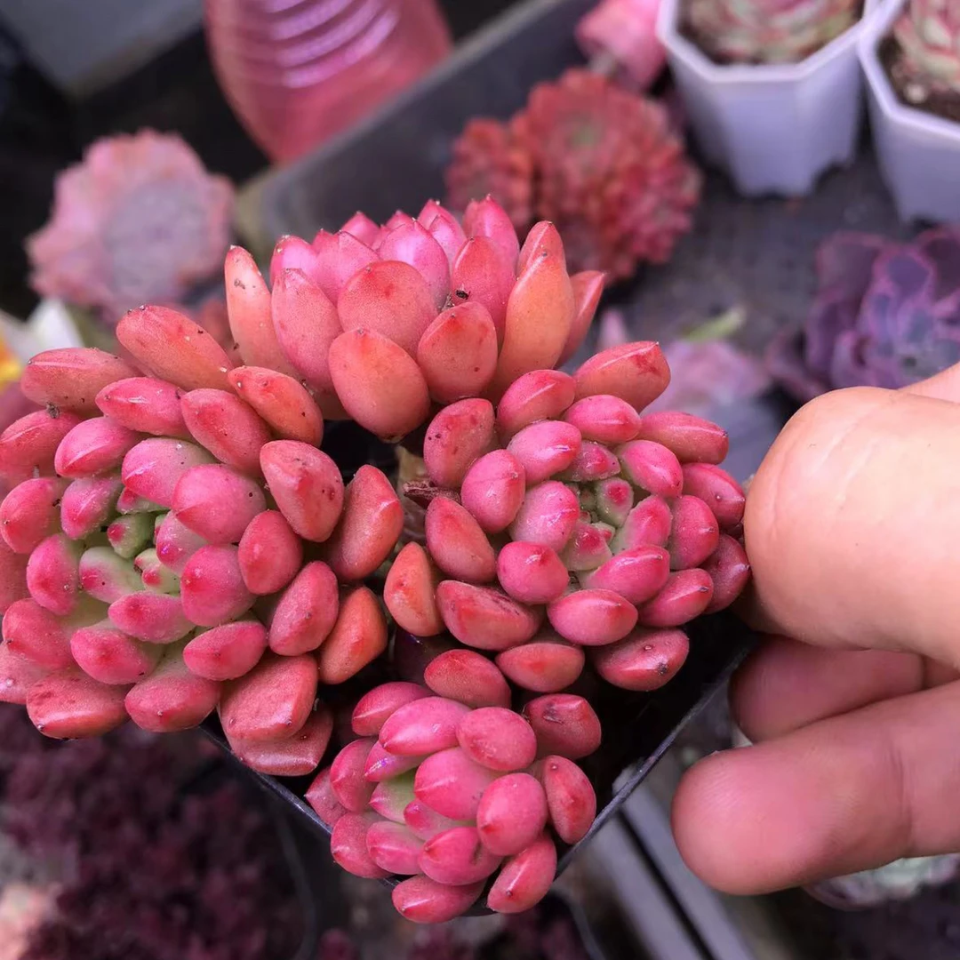 红宝石一盆 （满9.9包邮）