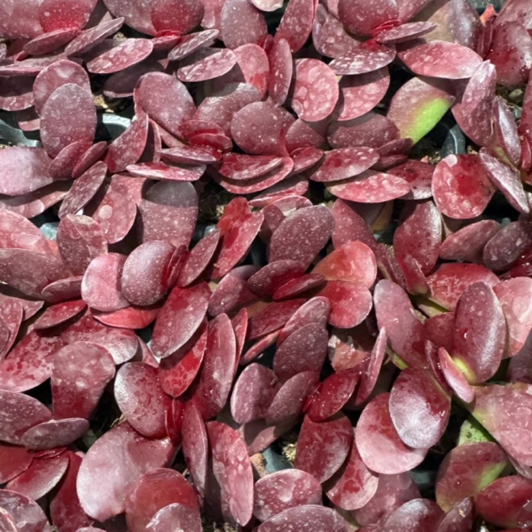 4颗紫蝶 （满9.9包邮）