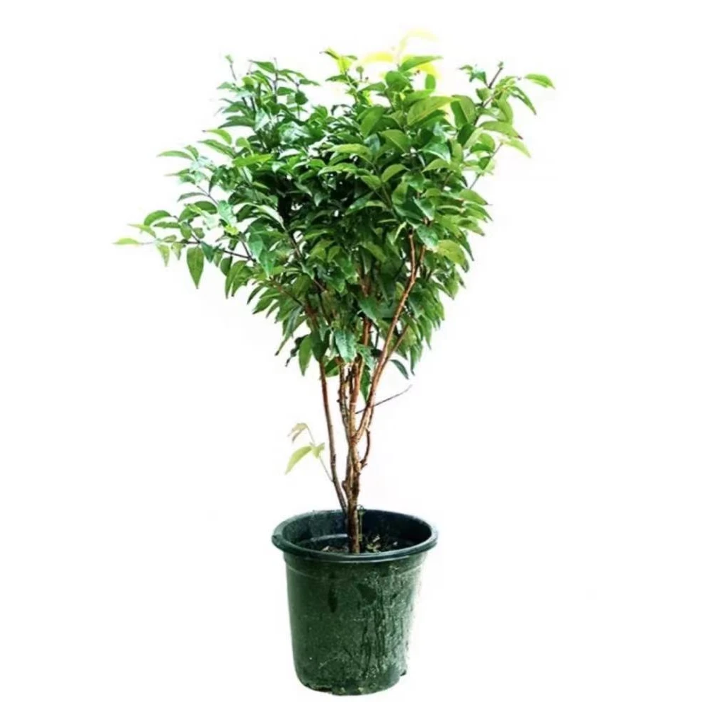 一木一拍铁线绿植盆栽地栽阳台庭院无需授粉常绿四季种植带土带叶